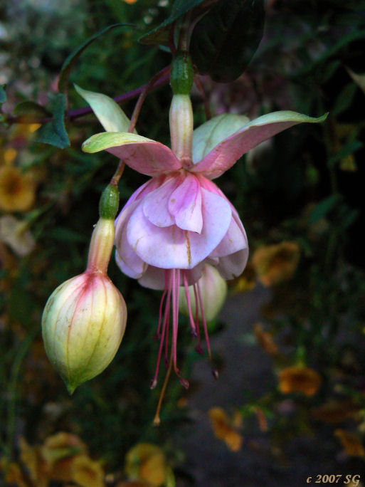Gentle Bells