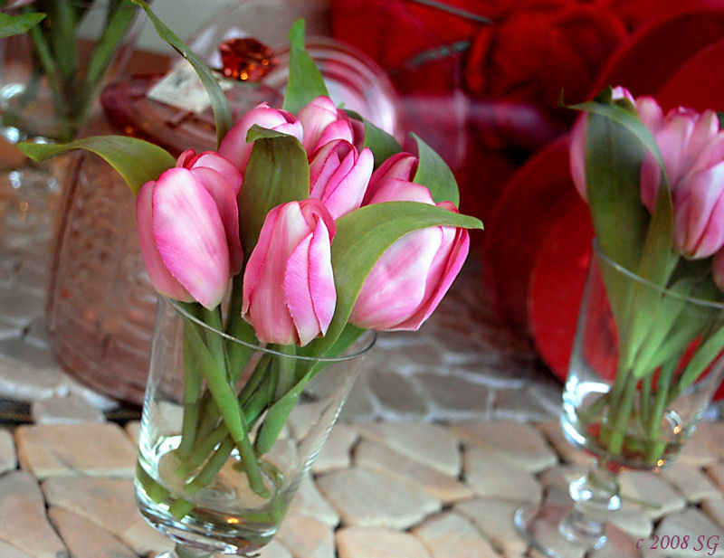 February Tulips
