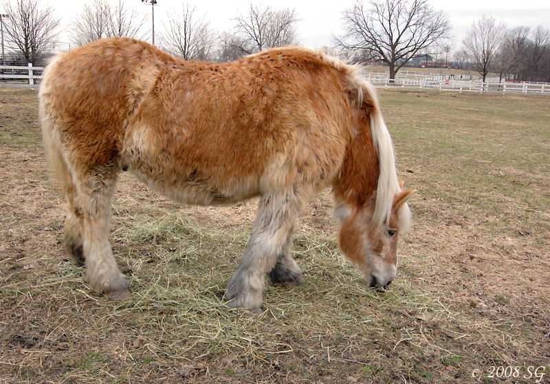Wooly Horse Story