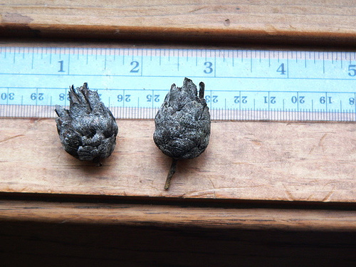 Willow Pine Cone Gall