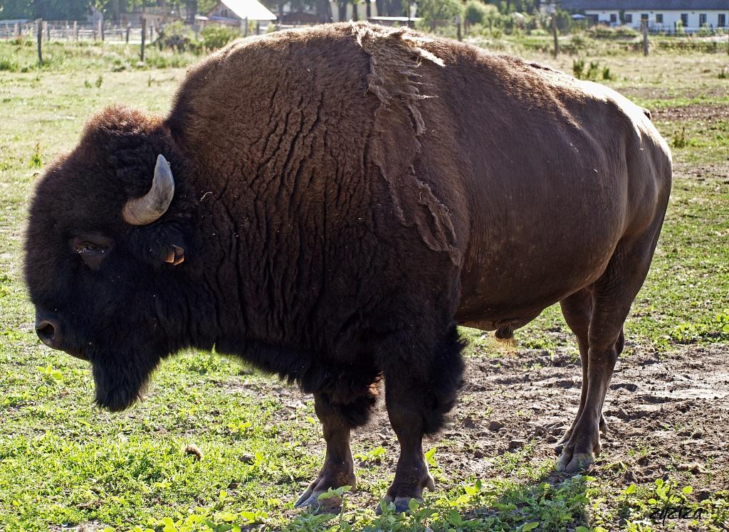bison en Pologne