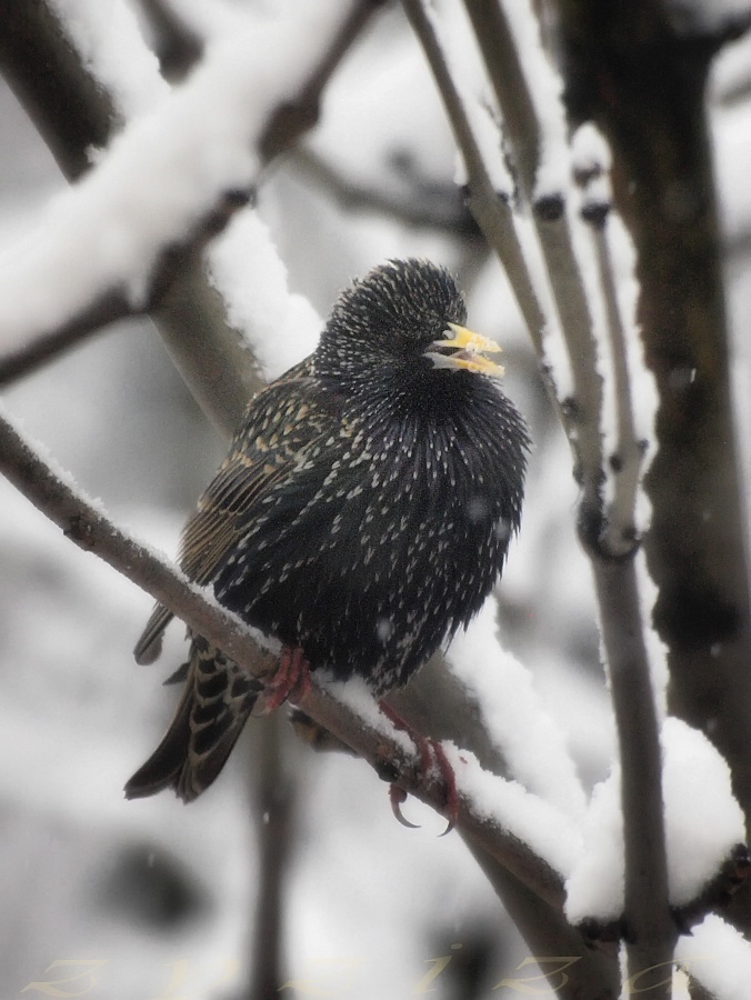 starling is singing