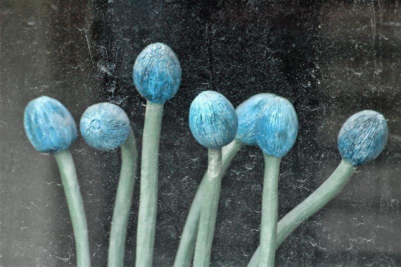 Blue tulips