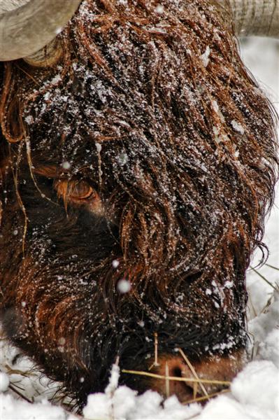 Scottish Highlander Snow Cow