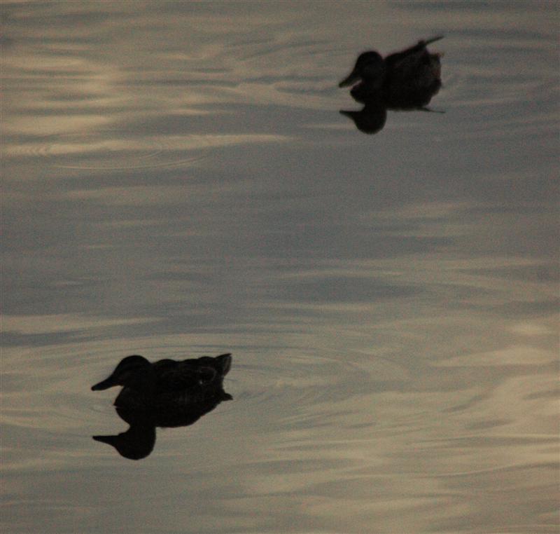 Ducks