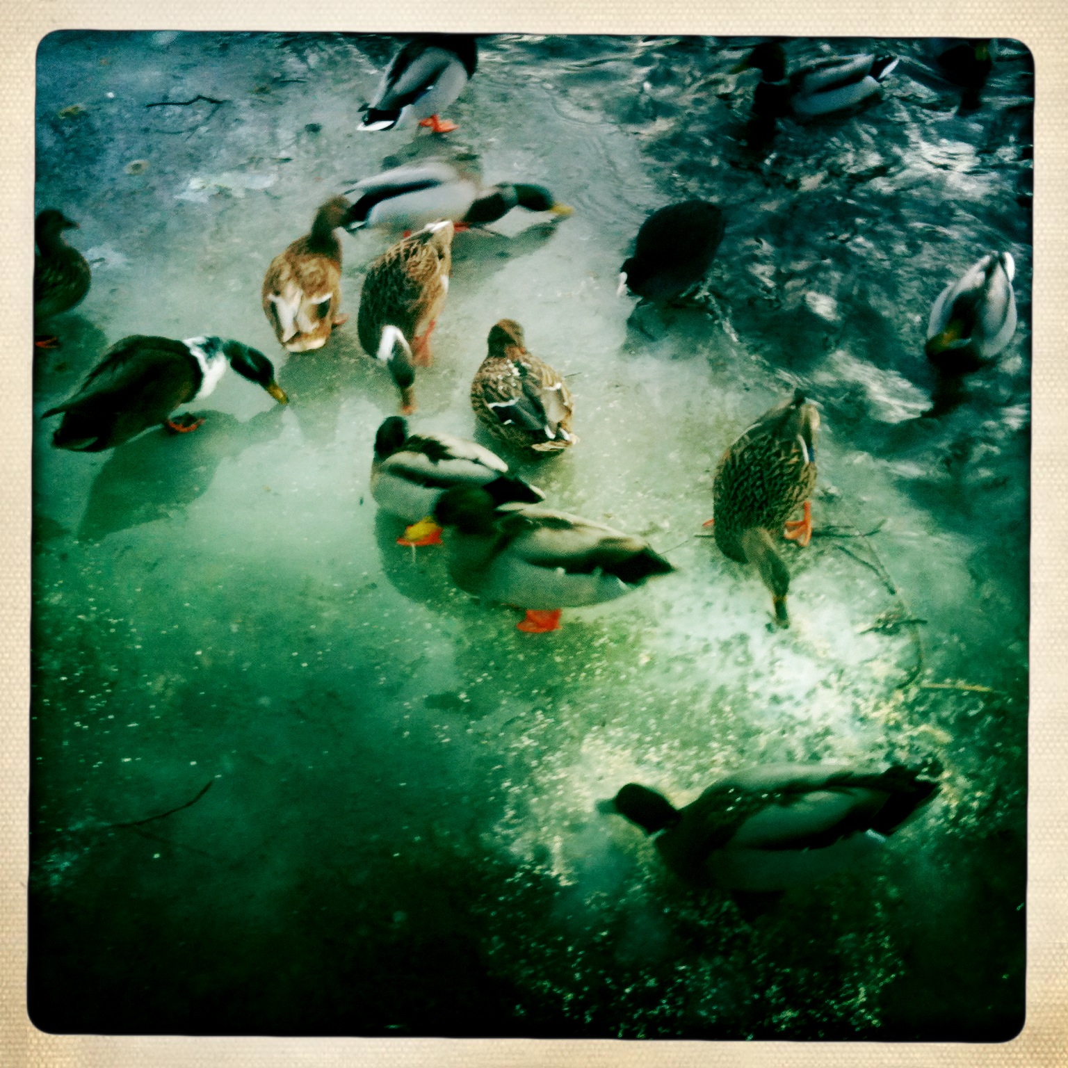 Ice and ducks