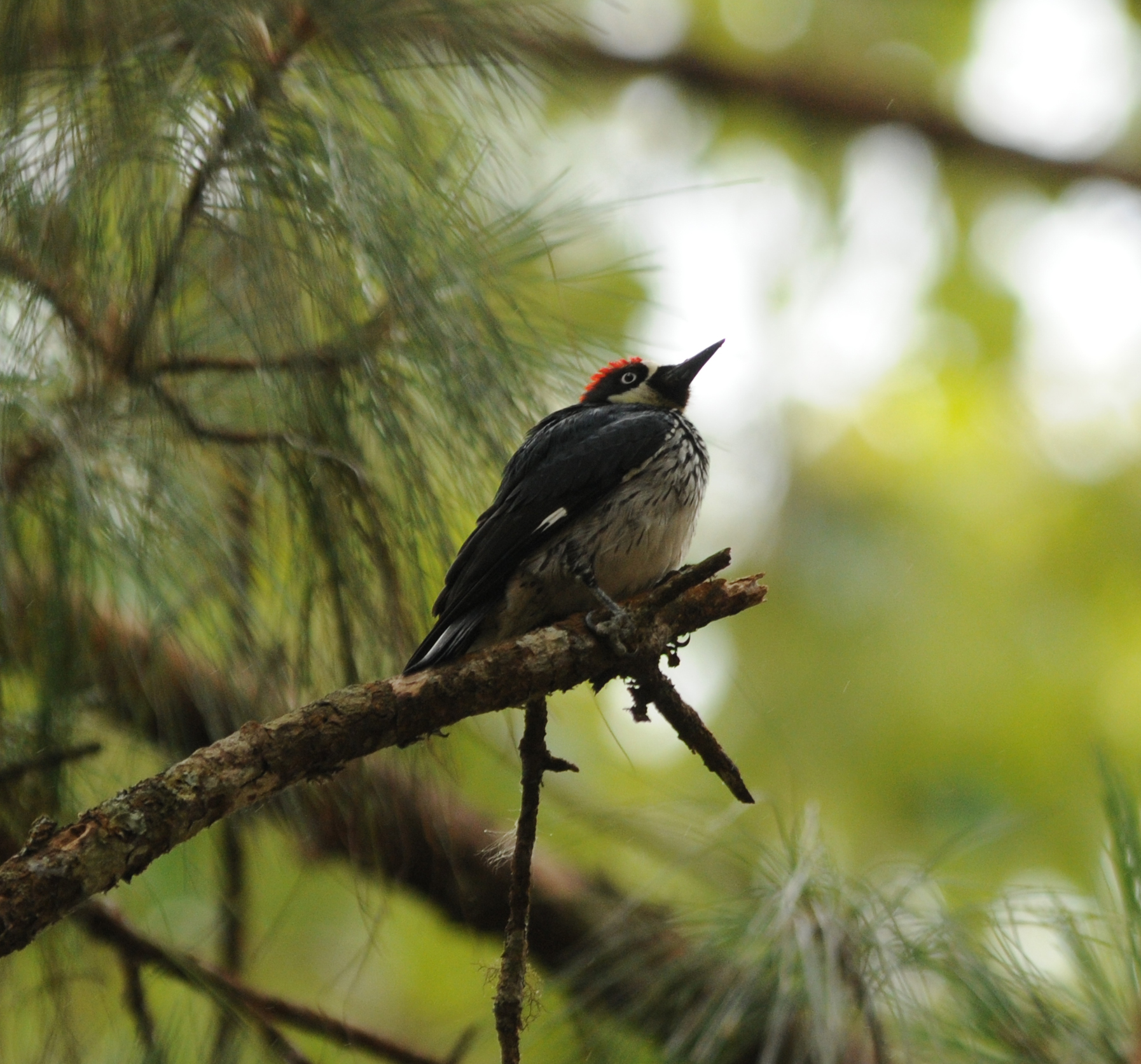 Acorn Woodpecker_San Cristobal