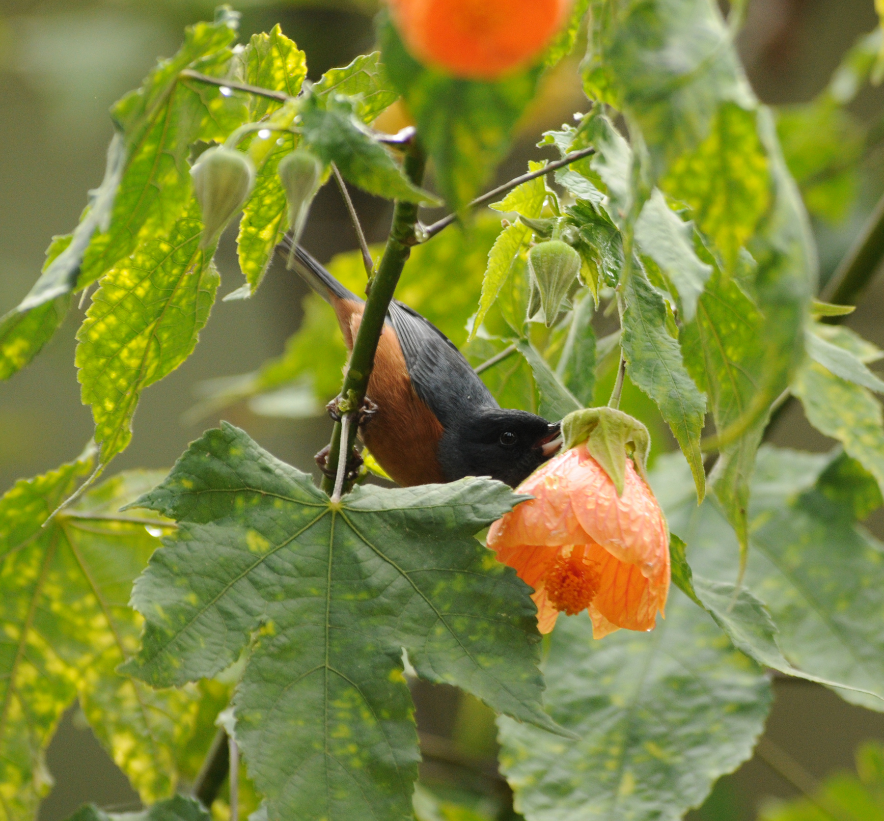 Cinnamon-bellied Flowerpiercer_male_Moxviquil