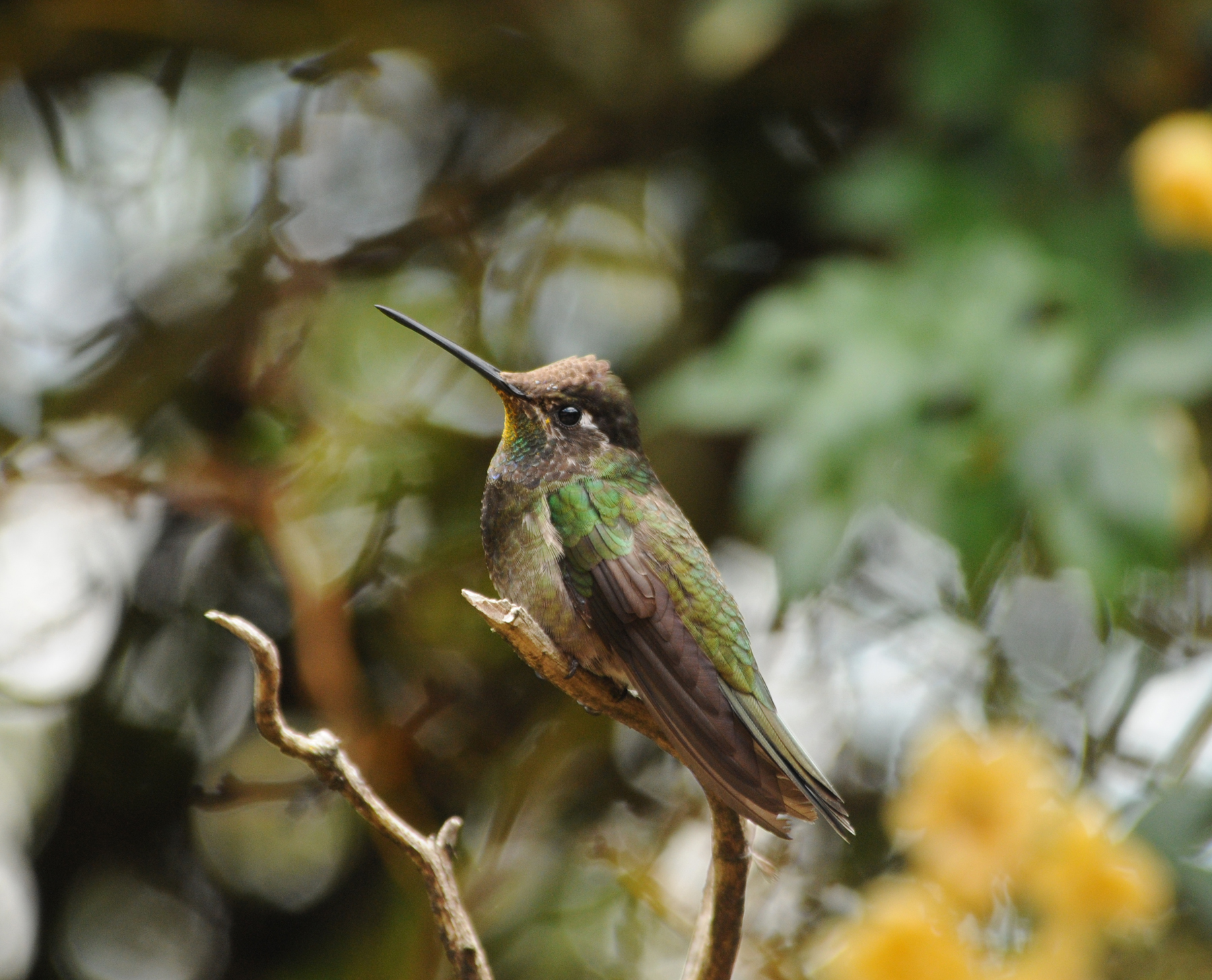 Magnificant Hummingbird_1_Moxviquil