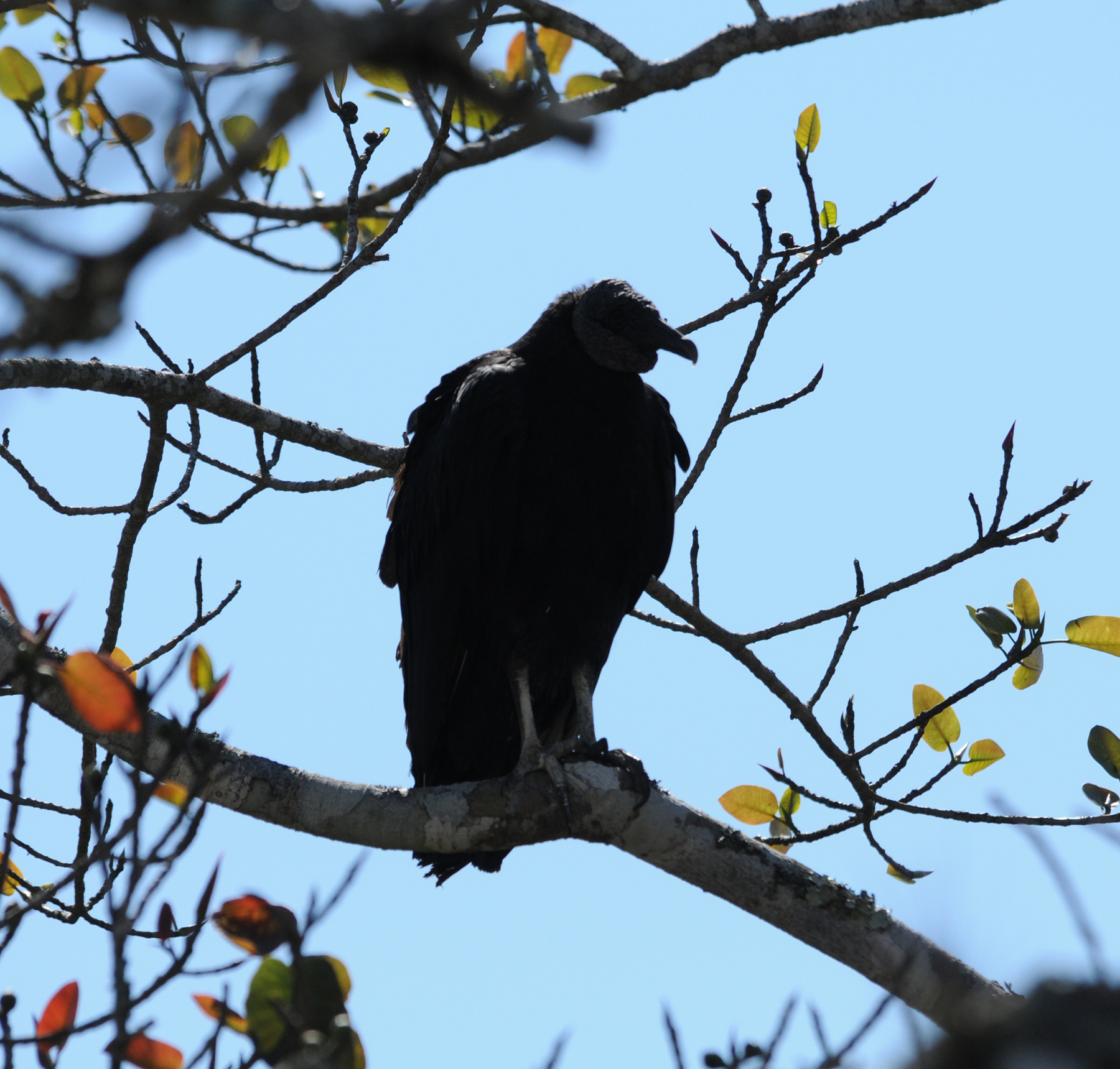 Black Vulture_7_El Sumidero