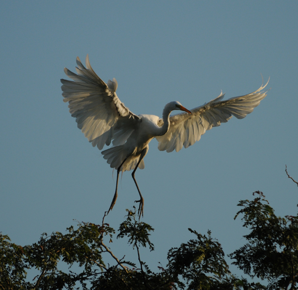 Great Egret coming in for landing