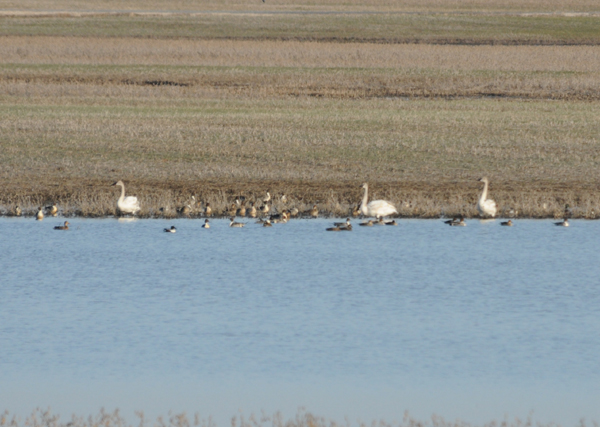 Trumpeter Swans, Lake Co., TN