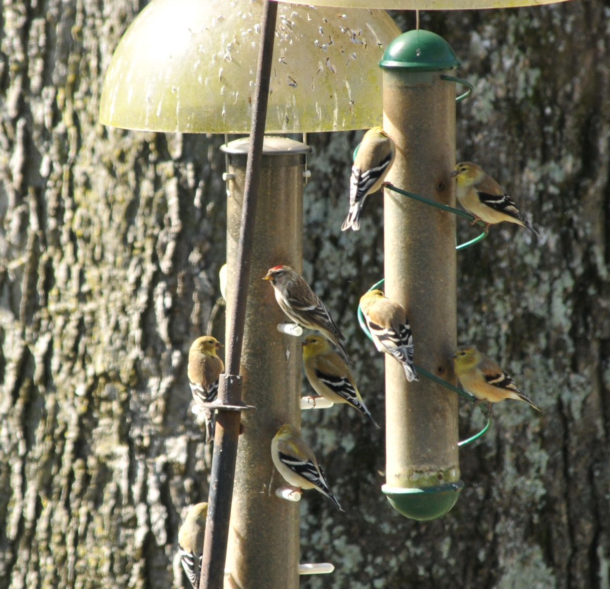 Common Redpoll, Nashville TN, 12 Feb 12