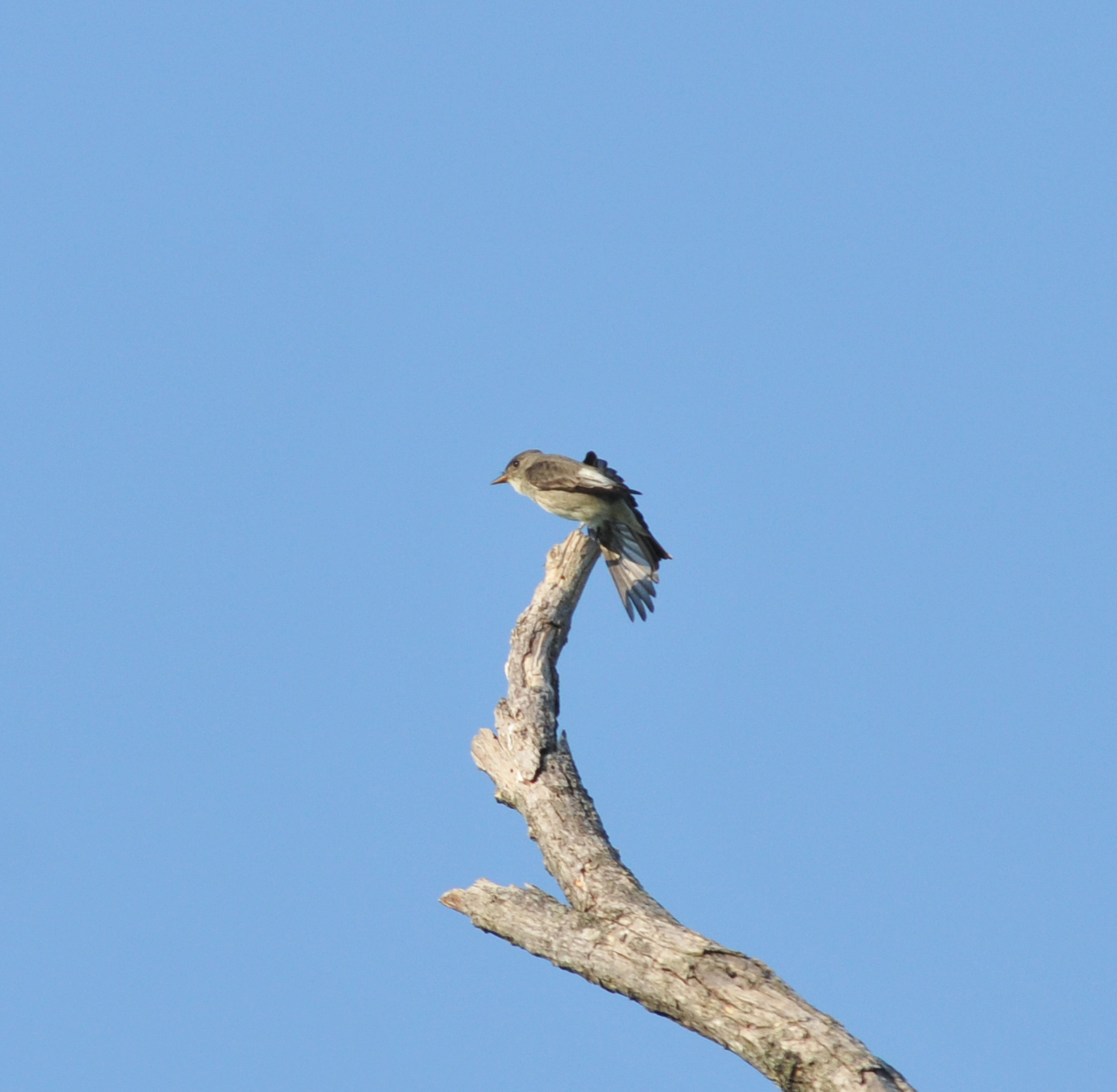 Olive-sided Flycatcher, Moss Island WMA, 18 May 12