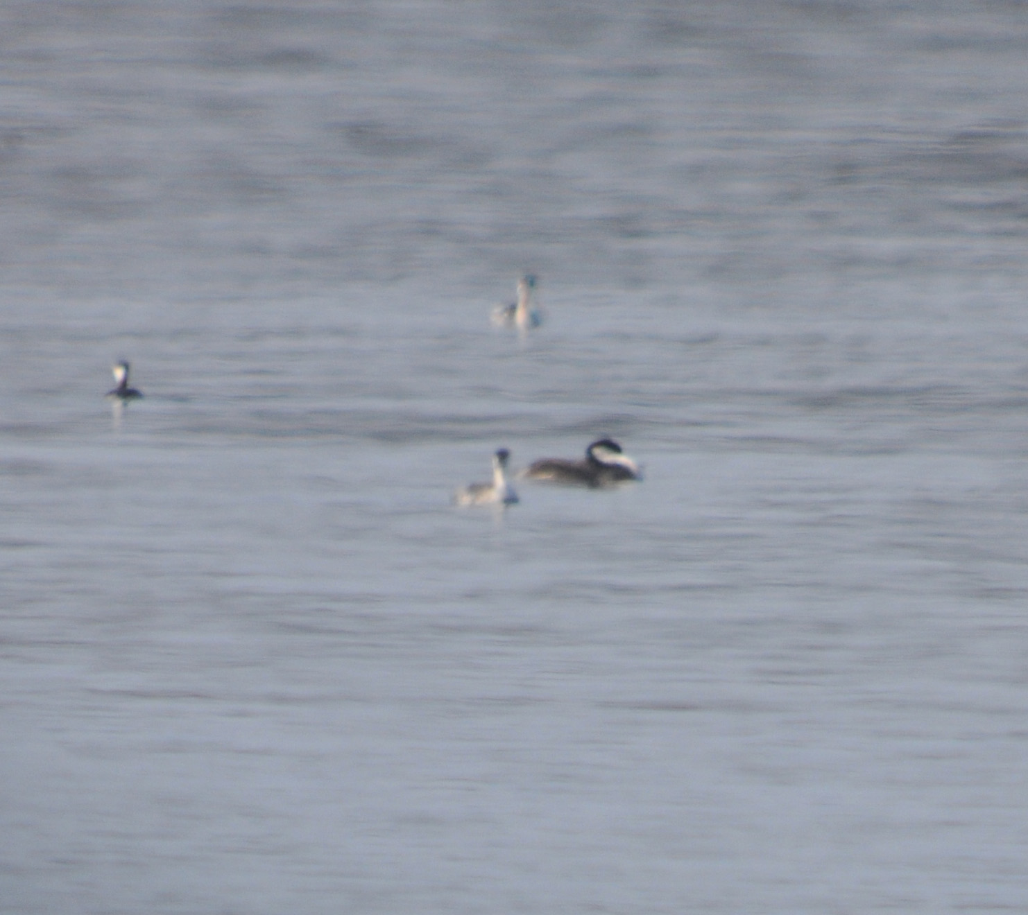 Western Grebe sleeping, Percy Priest Lake, Davidson Co., 3 Dec 12