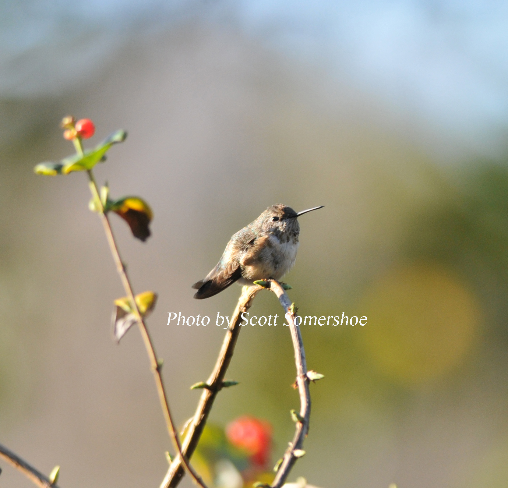 Calliope Hummingbird