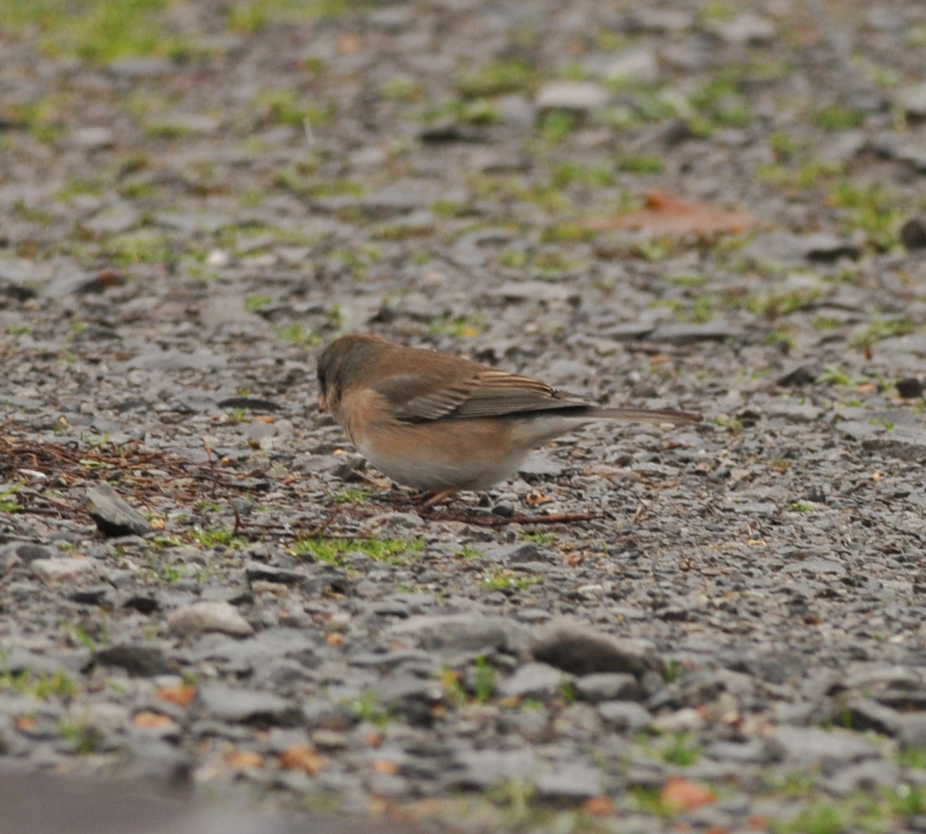 Slate-colored Junco, Clarksville, TN, 29 Dec 12