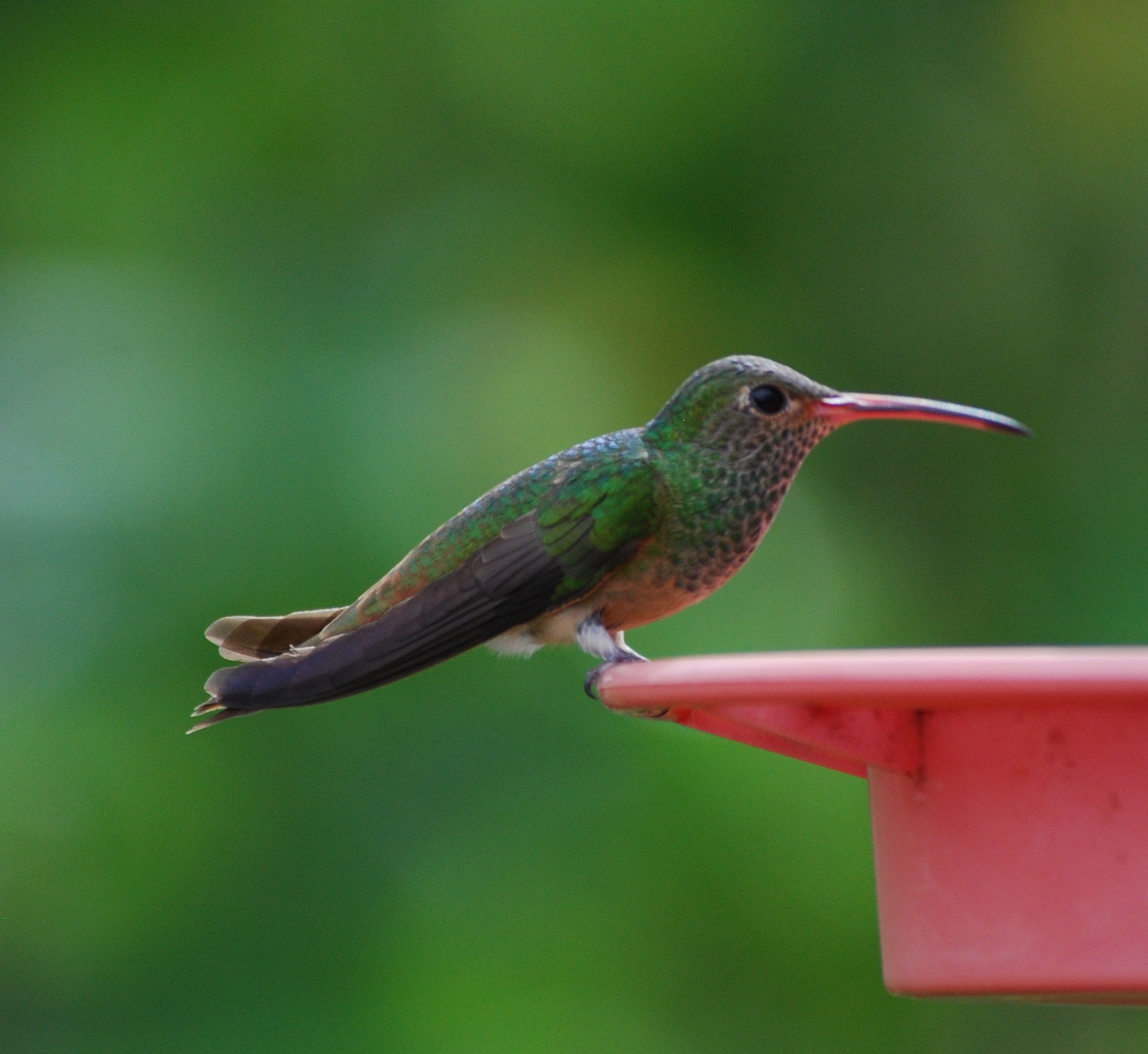 Buff-bellied Hummer_Frontera_1.JPG