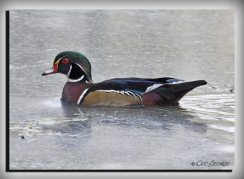 Male Wood Duck