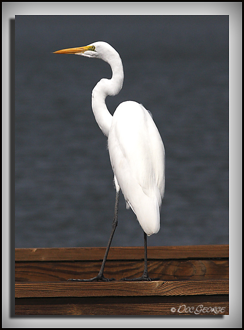 Great Egret