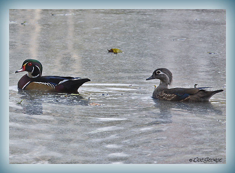 Wood Duck Pair