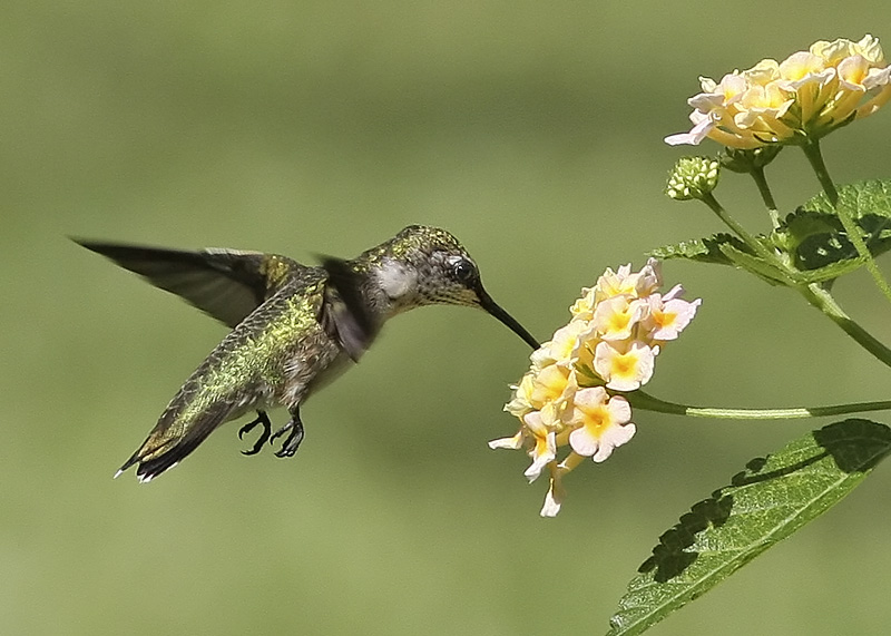 Ruby-throated Hummingbird