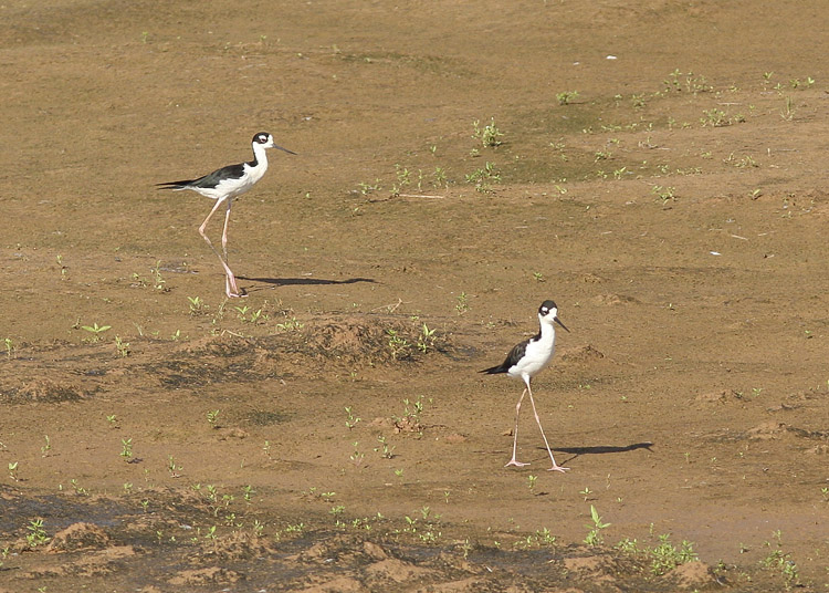 Black-necked Stilt