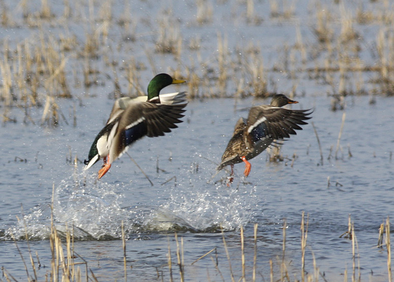 Mallards