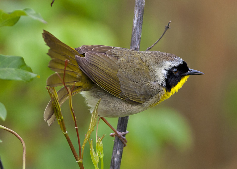 Common Yellow-throat
