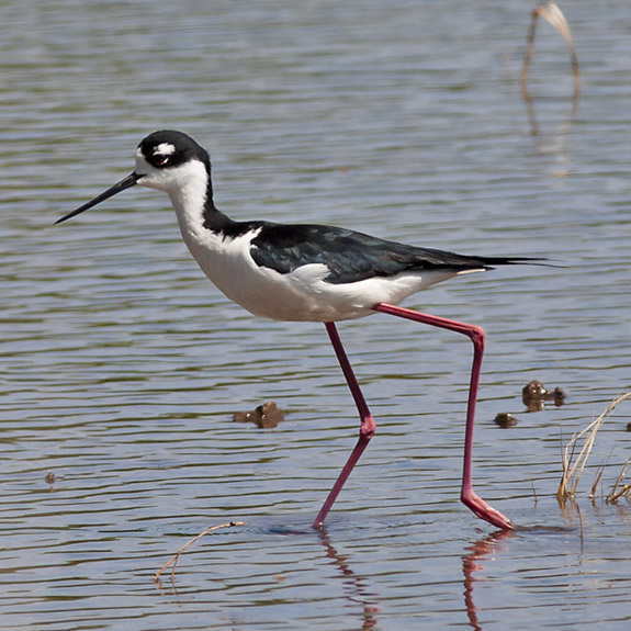 Black-necked Stilt