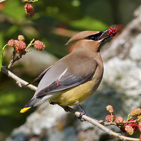 Cedar Waxwing