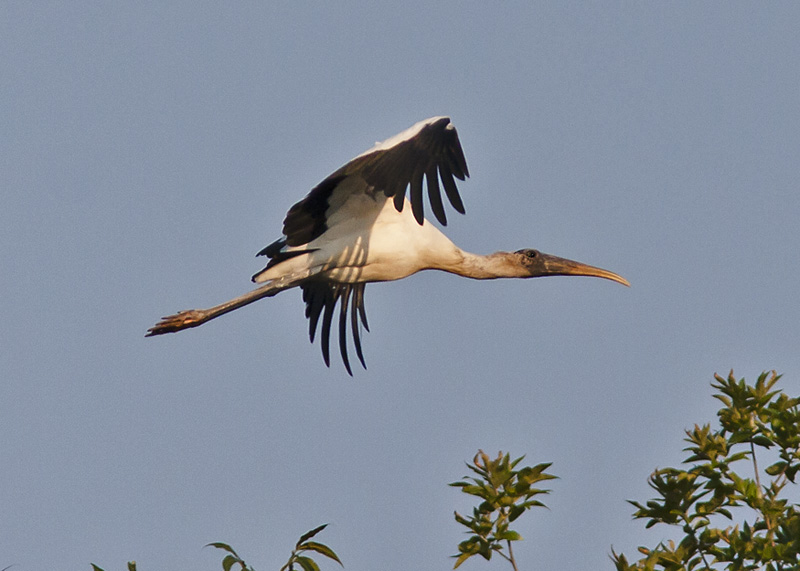 Wood Storks