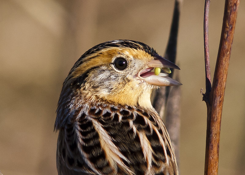 Le Contes Sparrow