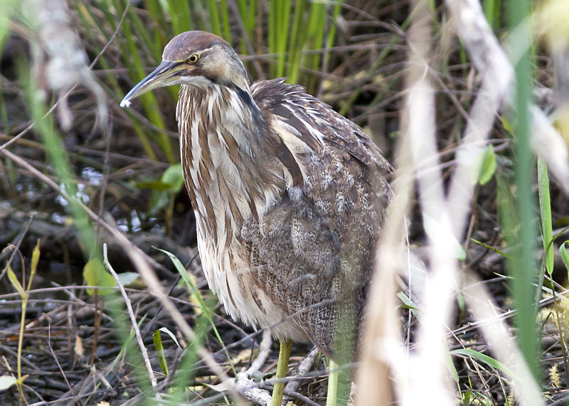 American Bittern