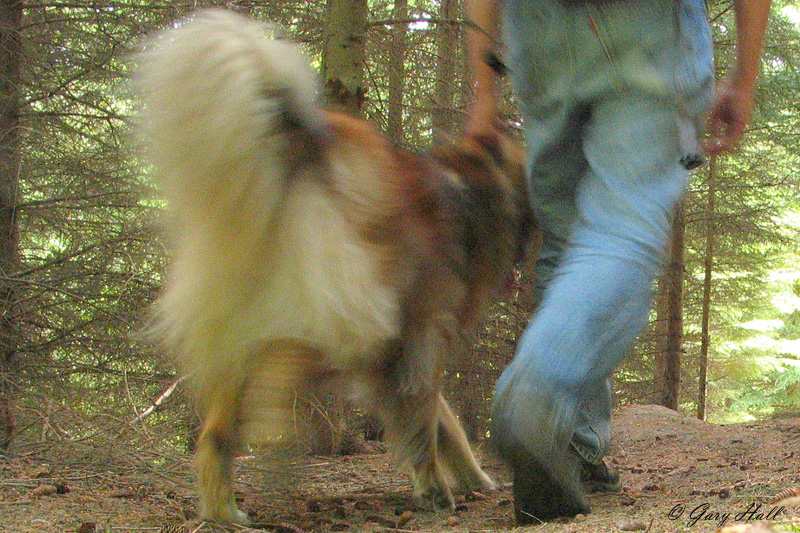 Marley and Me - Palgrave Side Trail.jpg