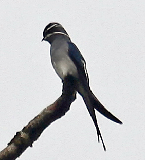 Moustached Treeswift