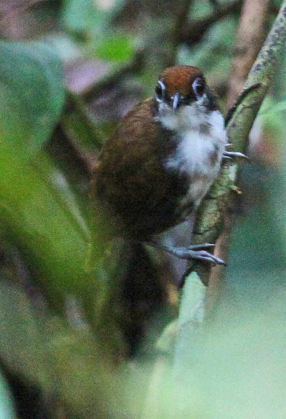 Bicolored Antbird