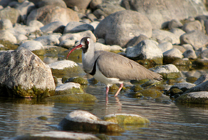 Ibisbill