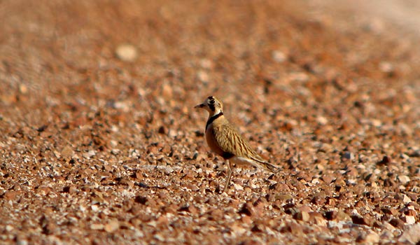 Inland Dotterel