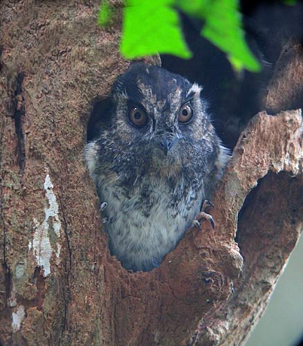 Australian Owlet-Nightjar