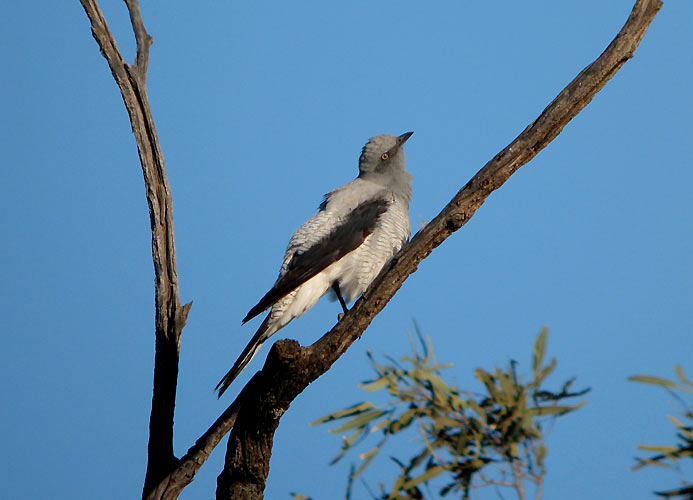 Ground Cuckoo-shrike