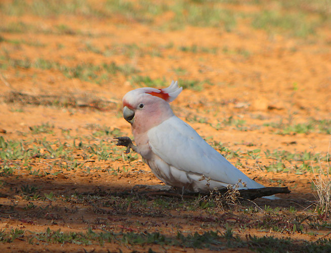 Major Mitchell's Cockatoo