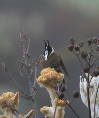 Bearded Helmetcrest