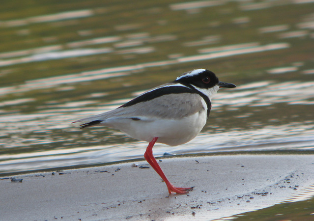 Pied Lapwing