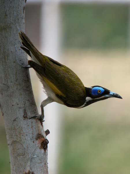 Blue-faced Honeyeater