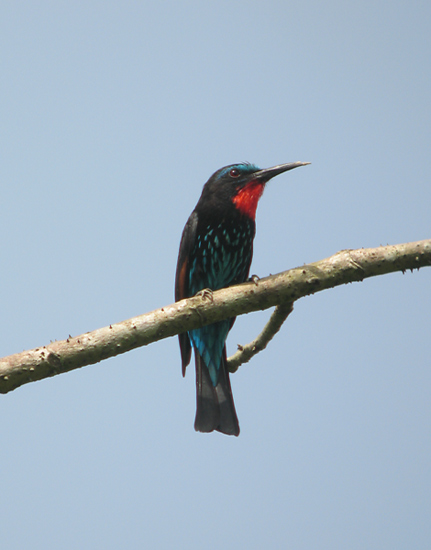 Black Bee-eater 