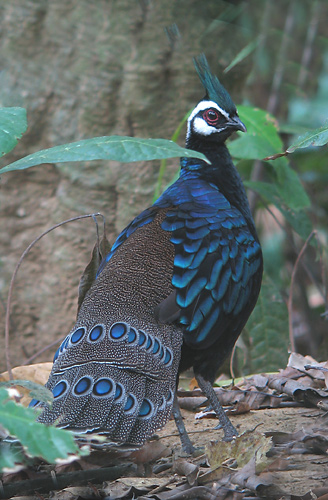 Palawan Peacock-pheasant