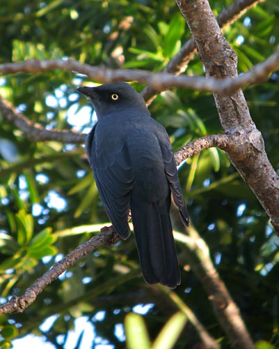 Melanesian Cuckoo-shrike
