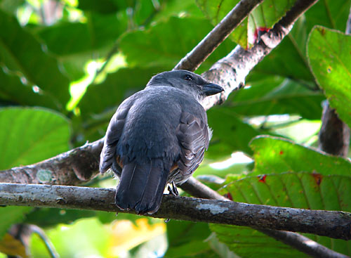 New Caledonian Cuckoo-shrike