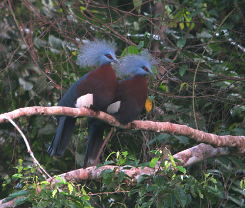 Southern Crowned-Pigeon